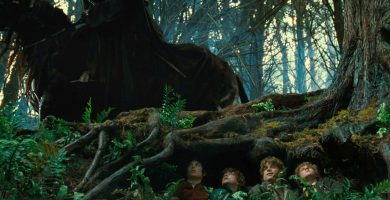 un atajo hacia los hongos la comunidad del anillo